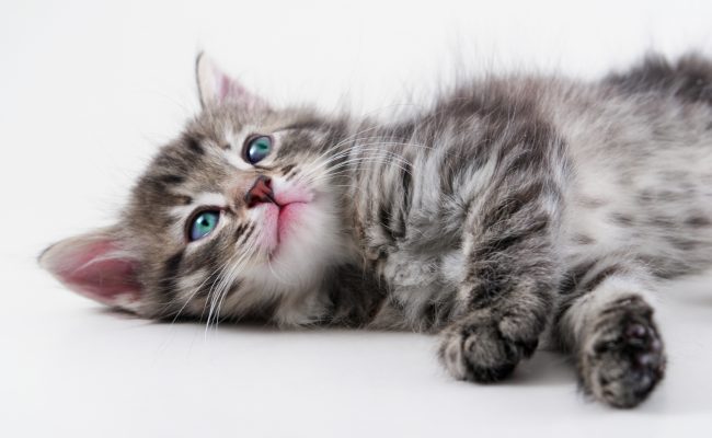 Kitten lays – isolated