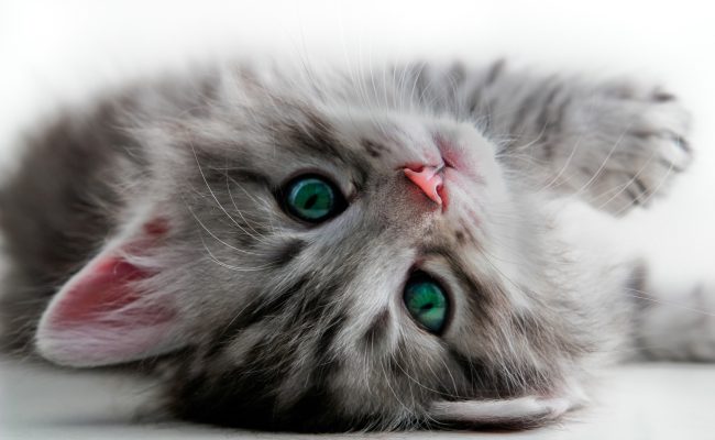 Depositphotos_2186038_original