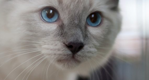 Donec imperdiet faucibus tristique