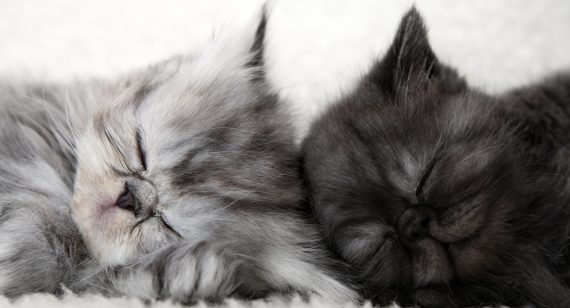 Interdum et malesuada fames ac