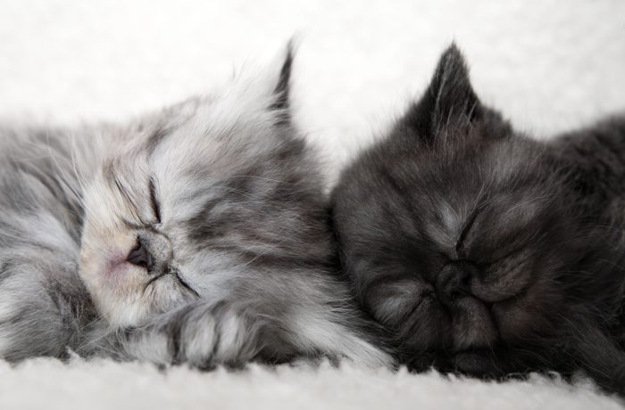 Suspendisse arcu nisl