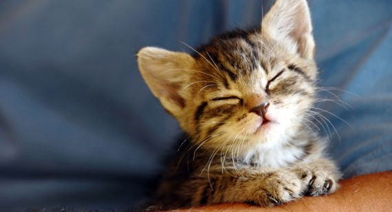 Nulla lacinia, sem quis malesuada