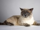 Races de chats : découvrir et choisir parmi les meilleures variétés félines