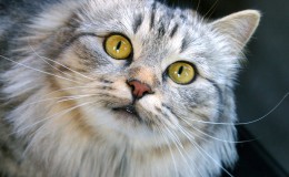 Depositphotos_5422252_original