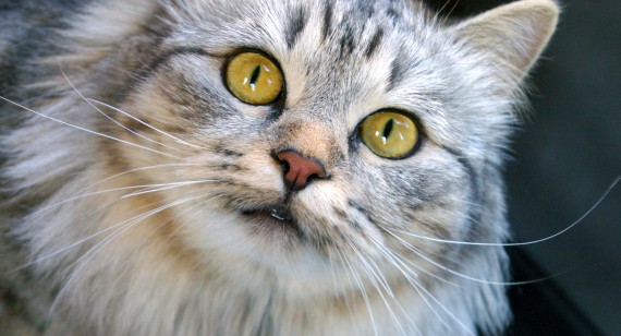 Mauris fermentum dictum magneuam leo. Aliquam.