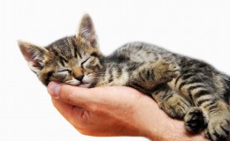 Kitty sleeping in arms