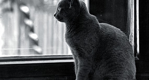 Proin aliquet mauris dictum nisi