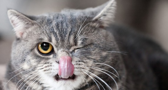 Sed blandit massa vel