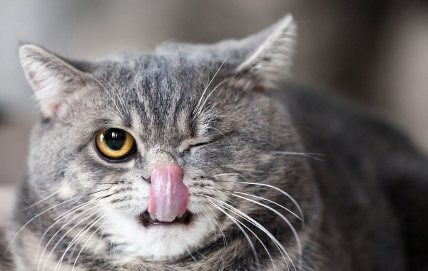 Sed blandit massa vel